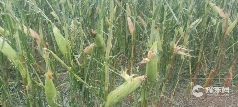 1567144660572703.png 4.png